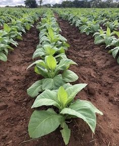 Tobacco Farm Image